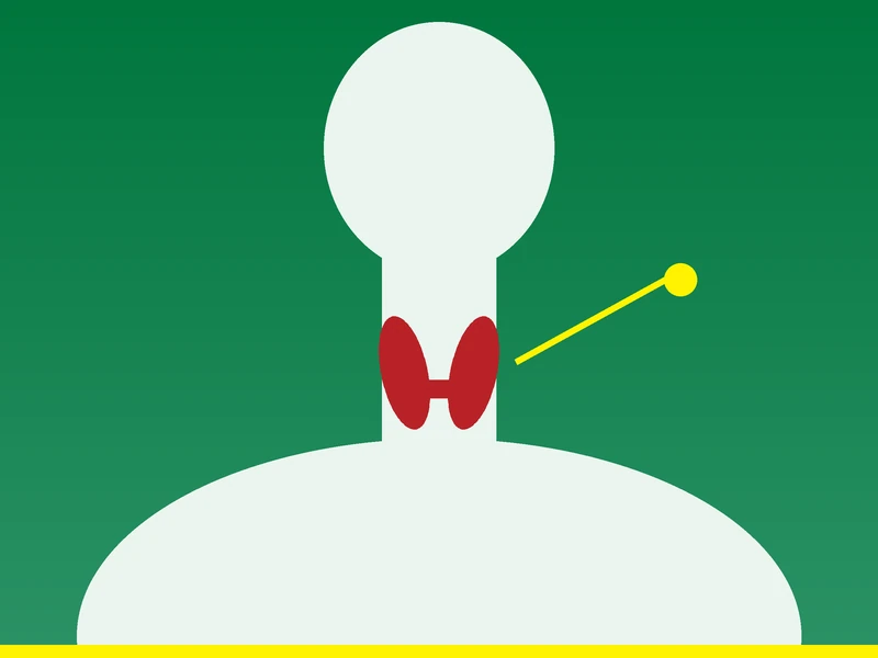 Illustration showing the thyroid gland in the front of the neck